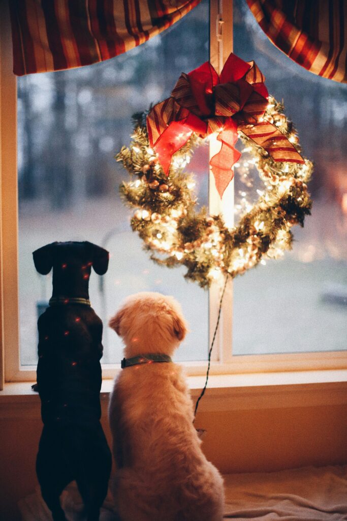 Two dogs looking out a holiday decorated window (travel tips)